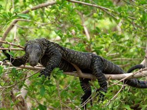 Crocodile Monitor electric city aquarium scranton pa