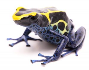 blue yellow deying poison dart frog electric city aquarium scranton pa