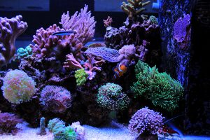 Coral reef electric city aquarium scranton pa