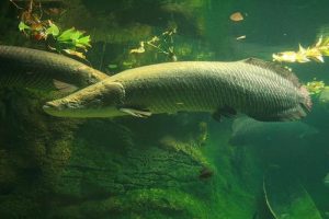 Arapaima electric city aquarium scranton pa