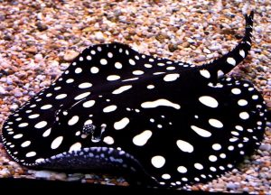 Black Diamond Stingray electric city aquarium scranton pa