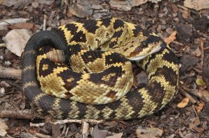 Black Tail Rattlesnake electric city aquarium scranton pa