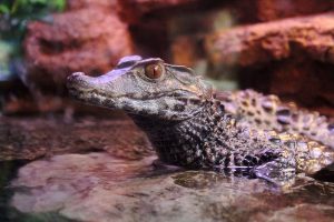 Dwarf Caiman electric city aquarium scranton pa