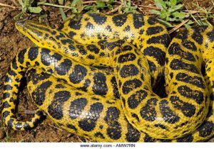Yellow Anaconda electric city aquarium scranton pa